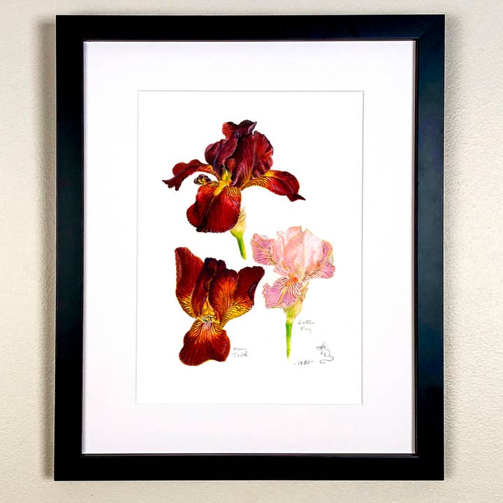 Bearded Irises Mary Todd and Esther Fay Print for wholesale by Wildlife By Mouse