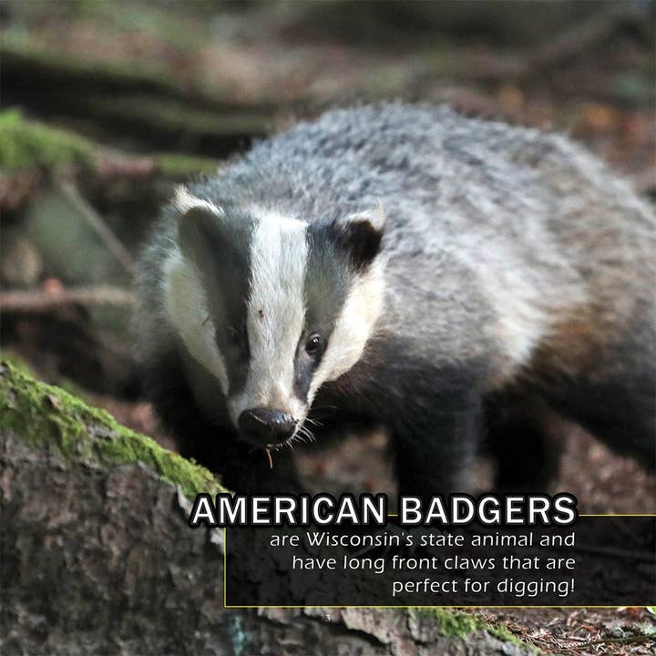 My Incredible World – Livro de natureza e atividades ao ar livre por atacado – Animais do Wisconsin! Um Livro de Imagens do Meu Mundo Incrível para Crianças3