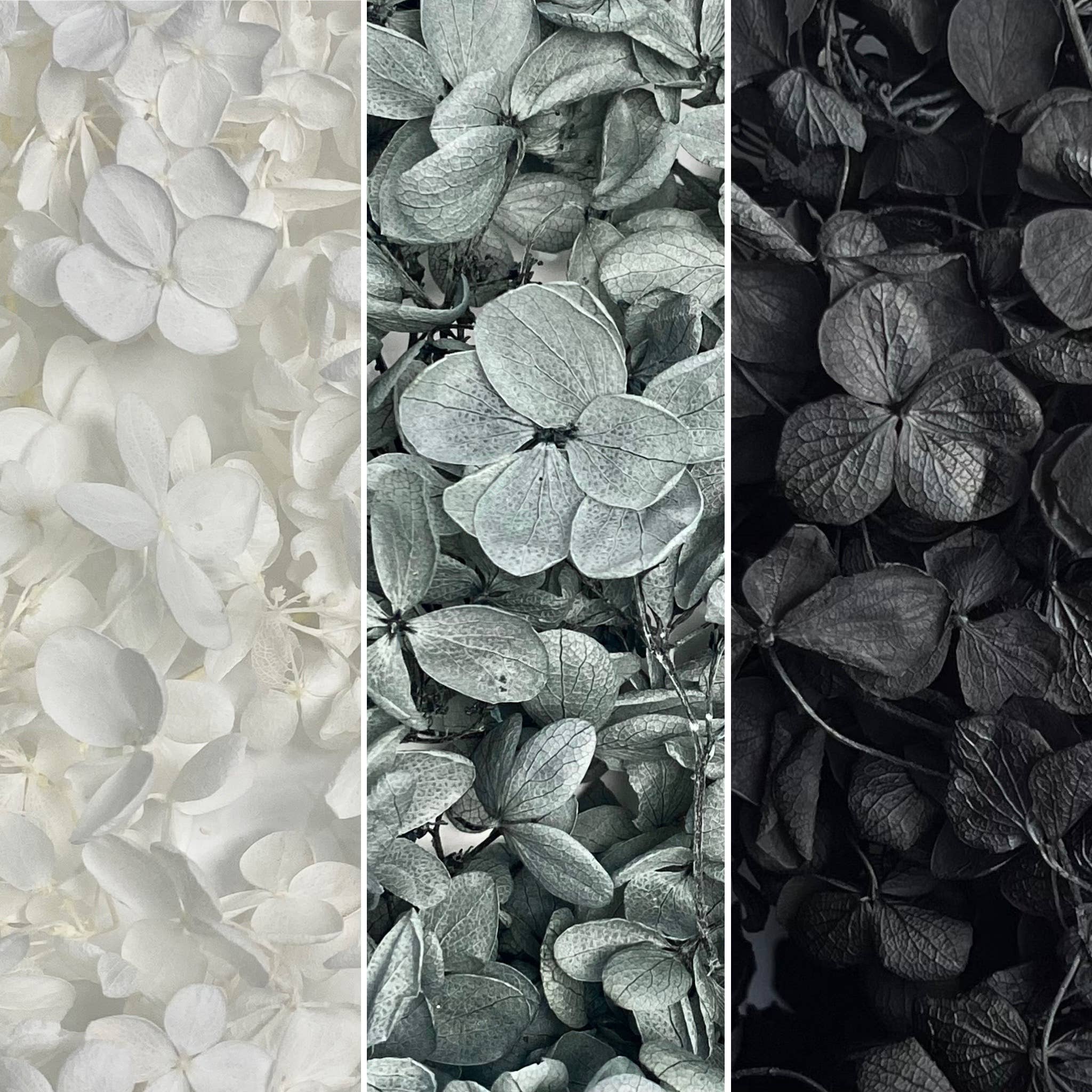 Flowery Work - Wholesale Dried/Pressed Flowers - 30 Colours Preserved & Dried Boxed Hydrangea Flower 30g2