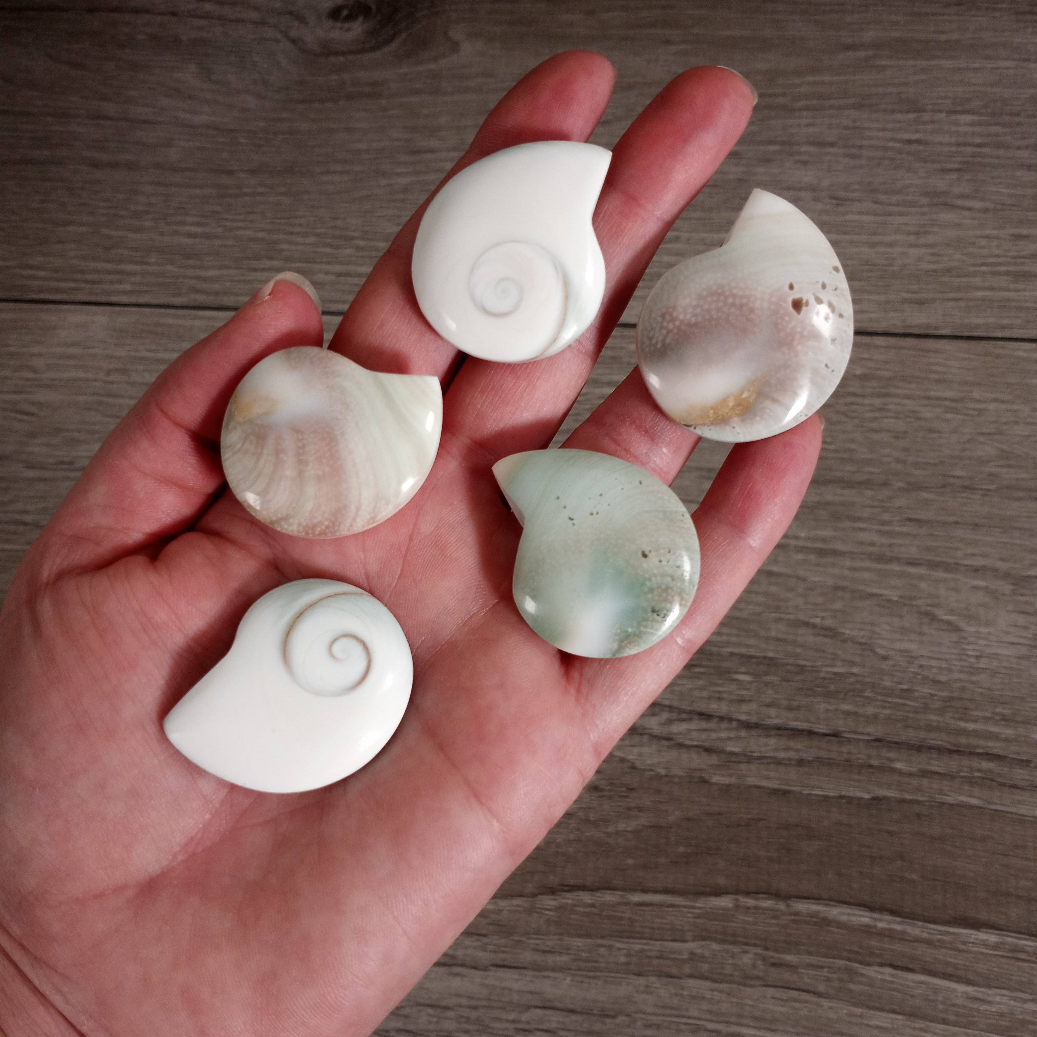 Keystone Crystals - Wholesale Spiritual Stone/Crystal - Shiva Shell Ammonite Shaped1