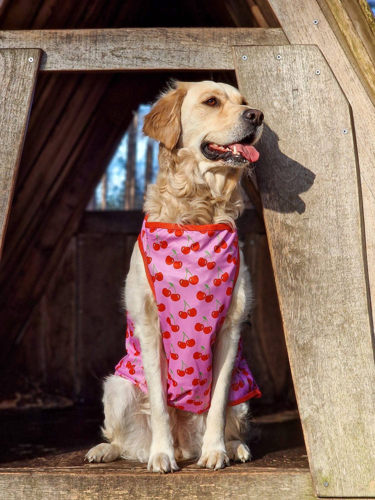 The Paw Print Boutique - Wholesale Pet Vest - Dog - The Cherry on Top Cooling Vest2