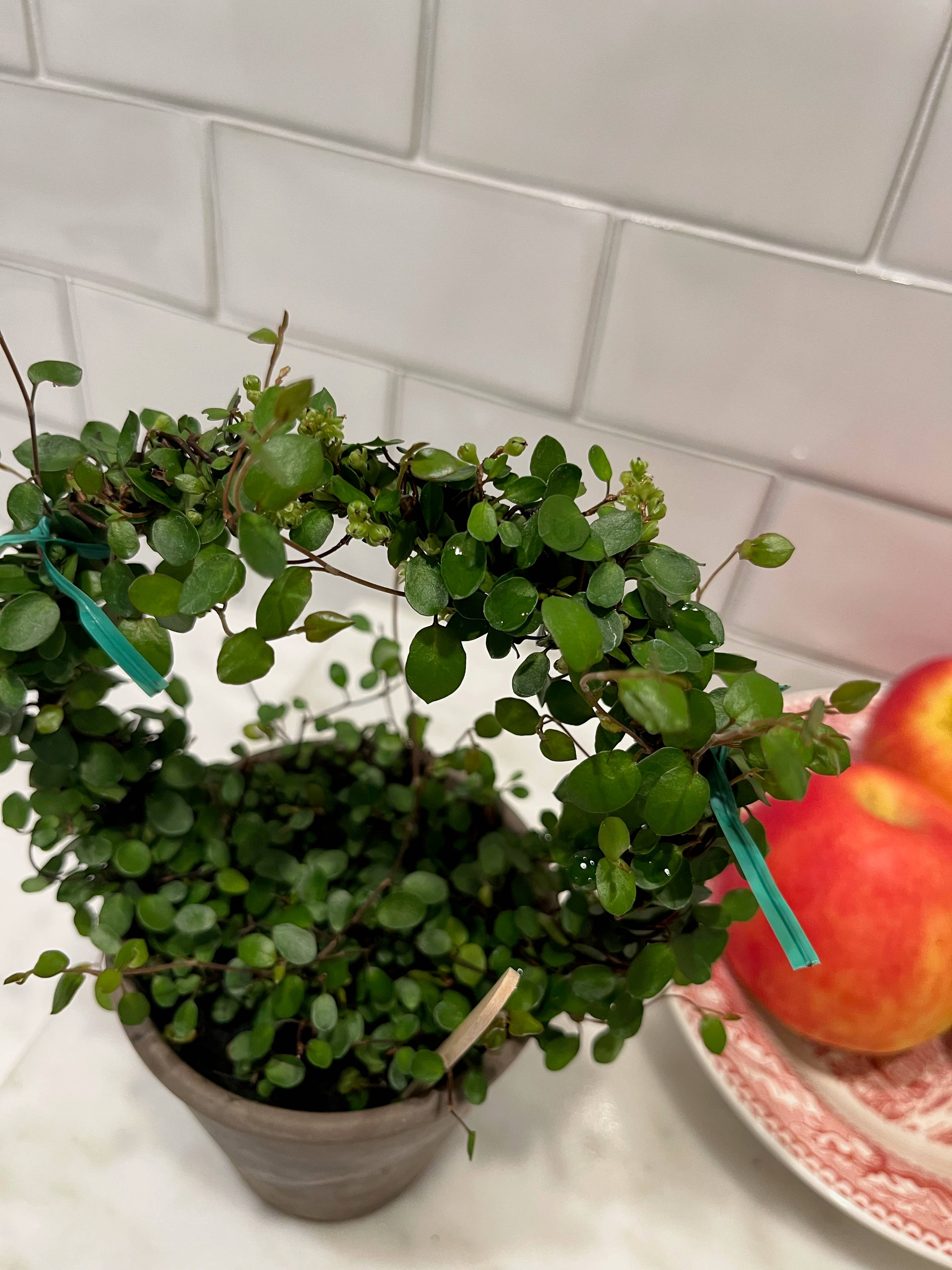 Sunrise Topiaries - Wholesale Live Plant - Live 5 inch woven Angel Vine Ring in 4 inch pot7