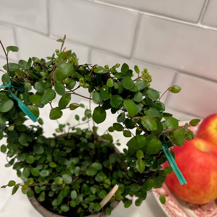 Sunrise Topiaries - Vente Plante - Bague Angel Vine tissée Live de 5 pouces dans un pot de 4 pouces7