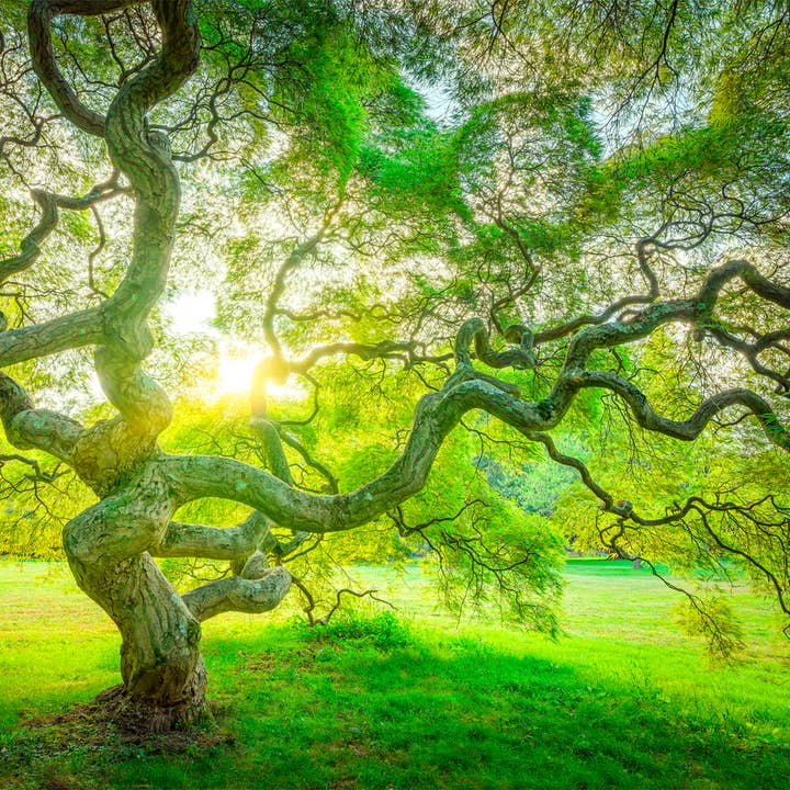 Tangled Artisanal Wooden Adult Jigsaw Puzzle for wholesale by Zen Puzzles