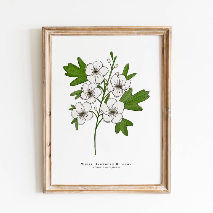 Missouri State Flower Print | White Hawthorn Flower Print for wholesale by Erika Layne Art