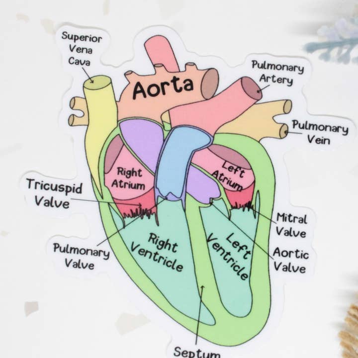 Labeled Anatomy of Heart Sticker for wholesale by Kaysticks.co