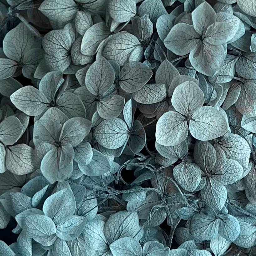 Flowery Work - Wholesale Dried/Pressed Flowers - 30 Colours Preserved & Dried Boxed Hydrangea Flower 30g7