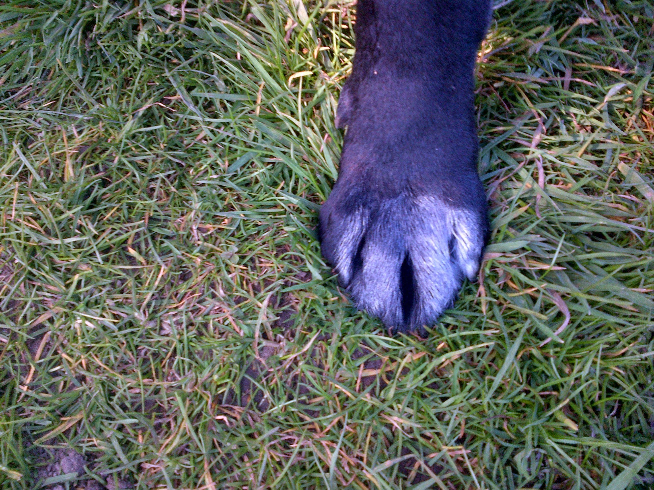 Aqueos - Wholesale Pet Flea/Tick Spray - Spray on Plaster for Animals 200ml2