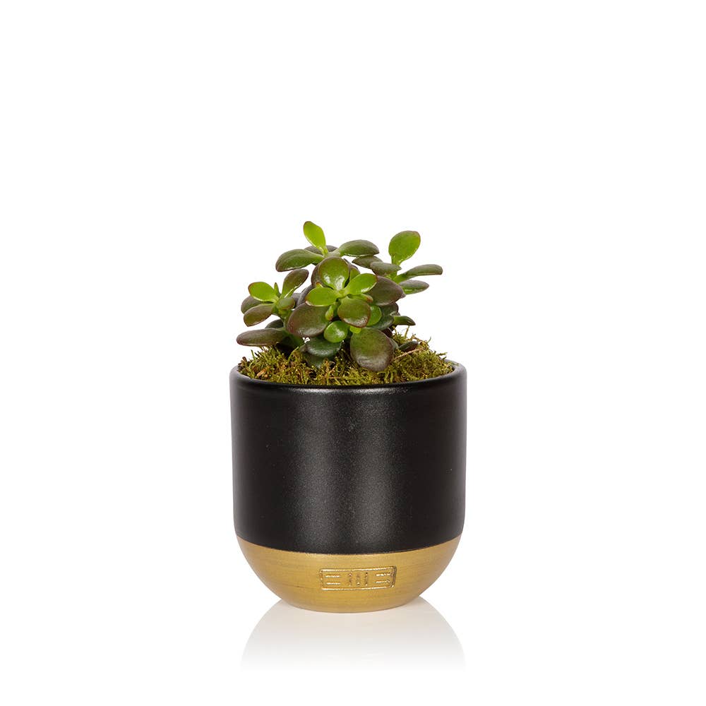 The Little Botanical – wholesale Succulent – Crassula5