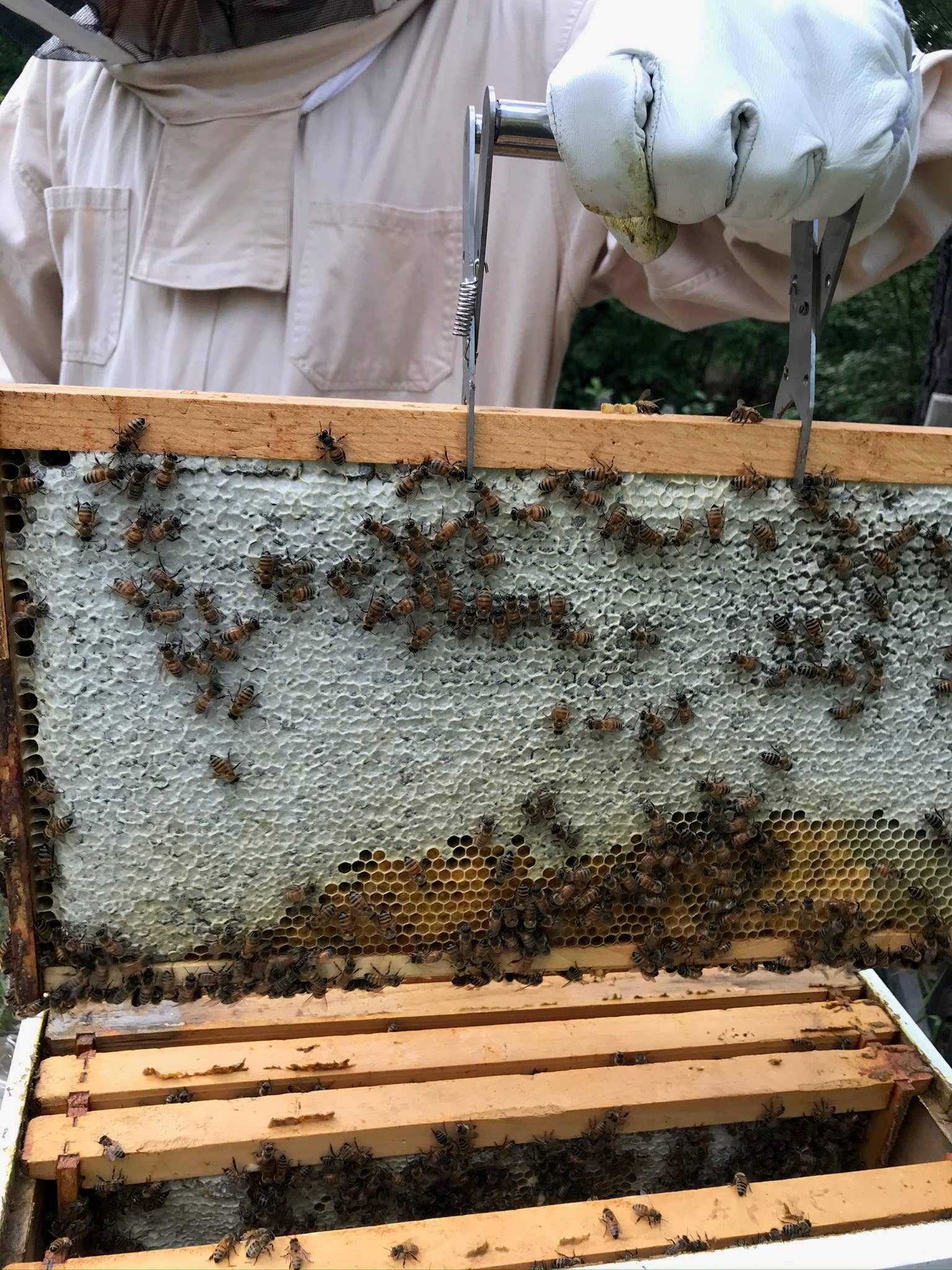 Pine Barrens Post - Vente Bougies originales - Bougie en cire d'abeille pure en forme de canard1