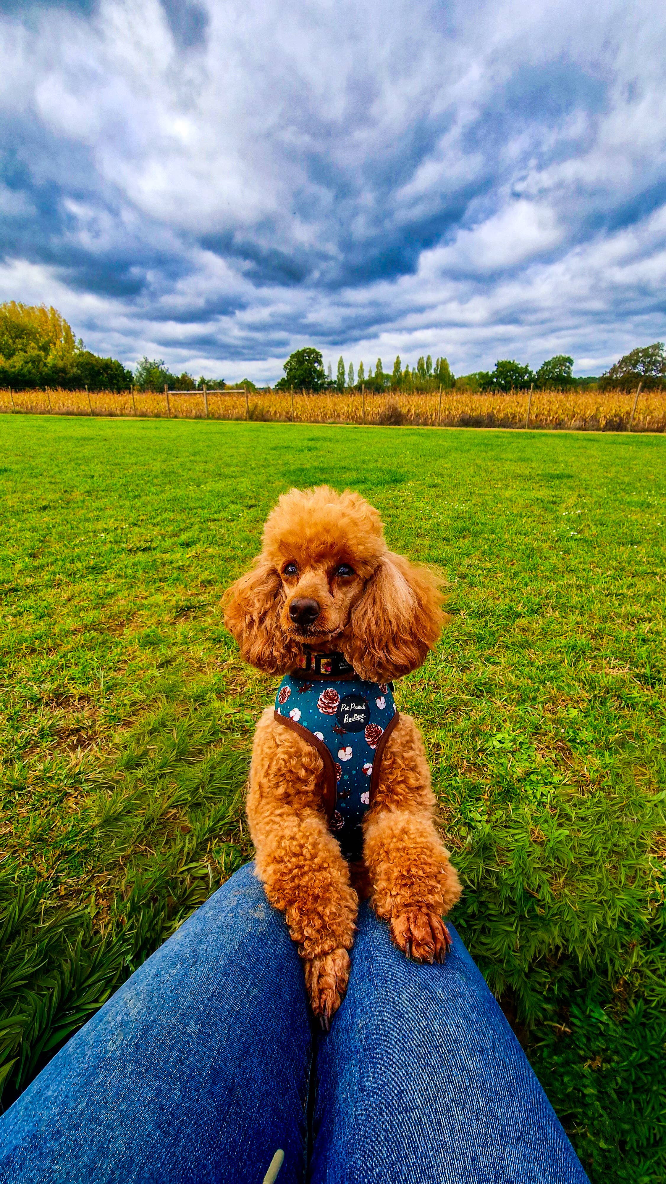 Pet Pooch Boutique - Wholesale Pet Harness - Dog - Forest Fir Cone Puppy Dog Harness - Autumn/Christmas/Green2