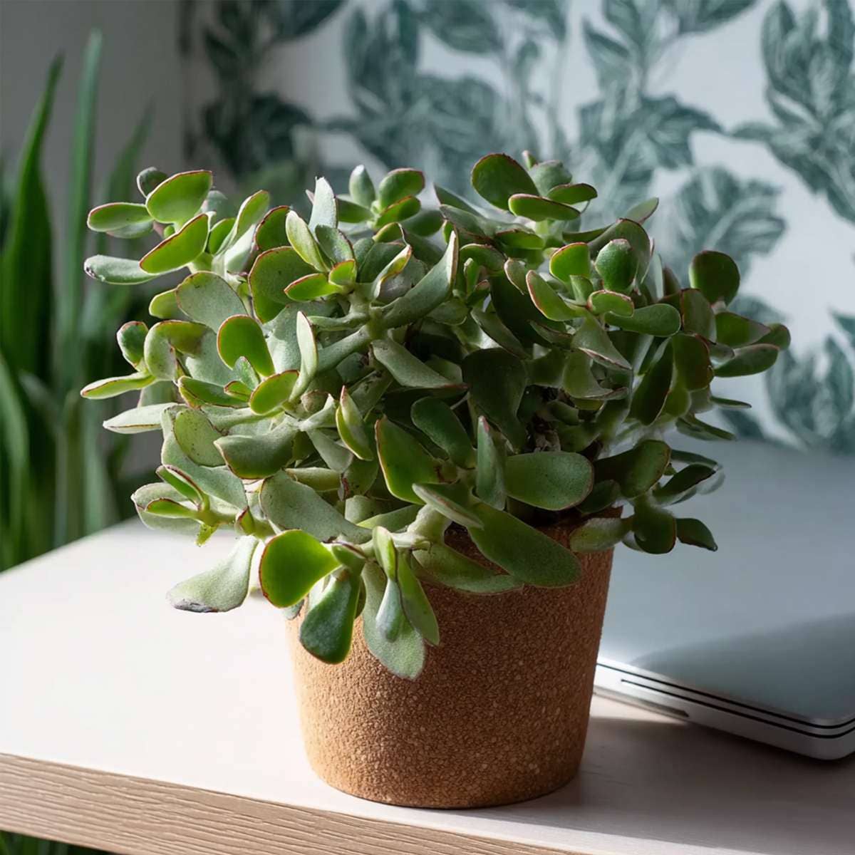 Oasis of Life - Wholesale Live Plant - Jade Plant – Crassula arborescens Curly – Height 15–25cm – Ø12cm – Succulent with Wavy Leaves – Easy-Care Houseplant for Home & Office – Decorative Crassula2