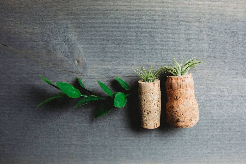 The Simply Crafty Shop - Wholesale Magnet - Magnetic Wine/ Champagne Cork Air Plant Holder5