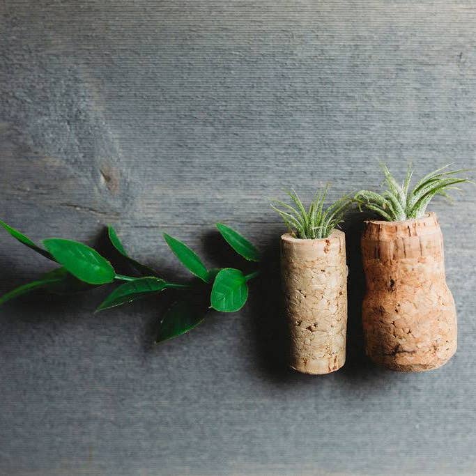 The Simply Crafty Shop - Wholesale Magnet - Magnetic Wine/ Champagne Cork Air Plant Holder5