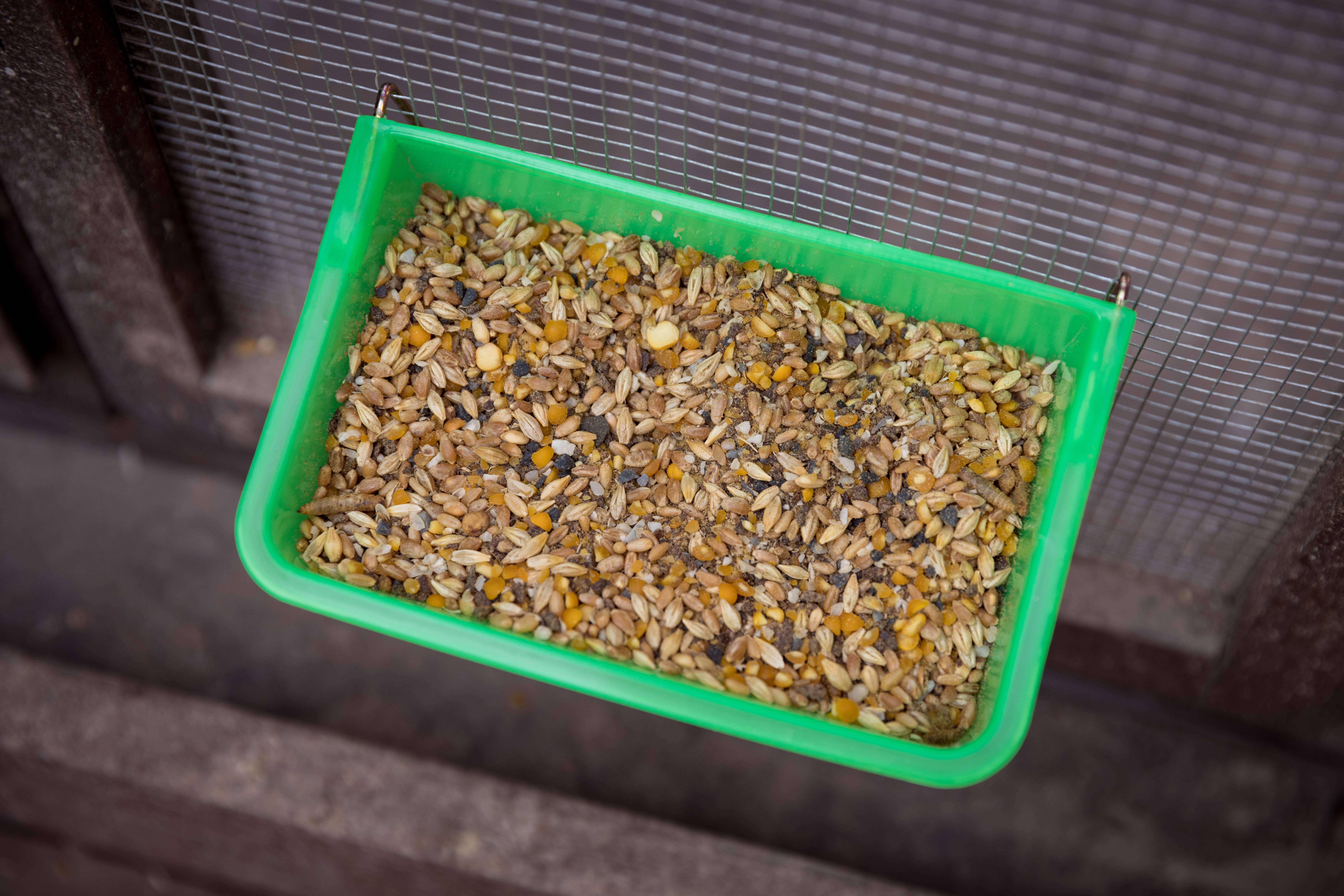 My Favorite Chicken - Venta al por mayor Comedero - Gatos y perros - Vaso para gallinero, 800 ml/27 oz, verde, con alimentador colgante en forma de jaula6