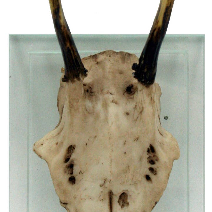 Modern World by Contrast Inc. - Wholesale Wall Accent - Antler Double Glass Wall Mount1