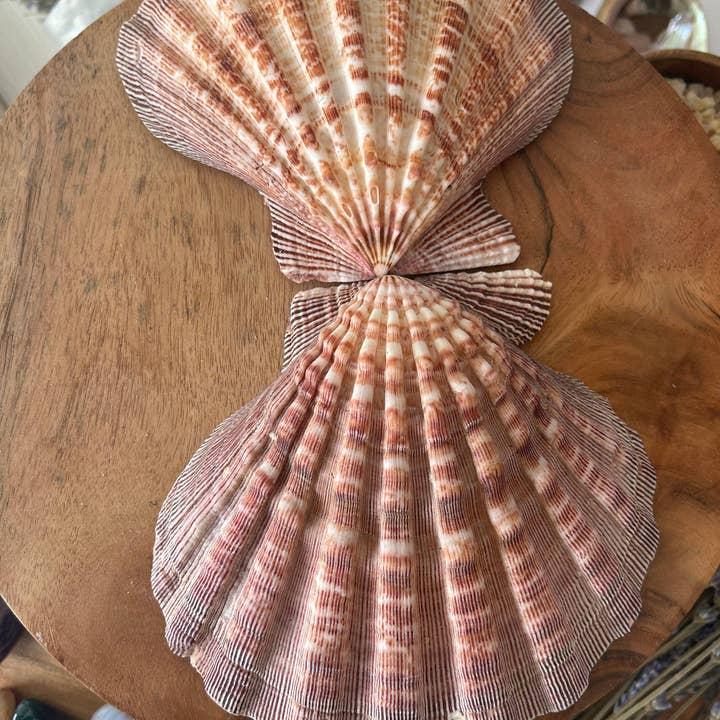 CaNatureLover - Wholesale Decorative Tabletop Object - LIONS PAW SHELL 5-7 inch very high quality hand picked Whole
