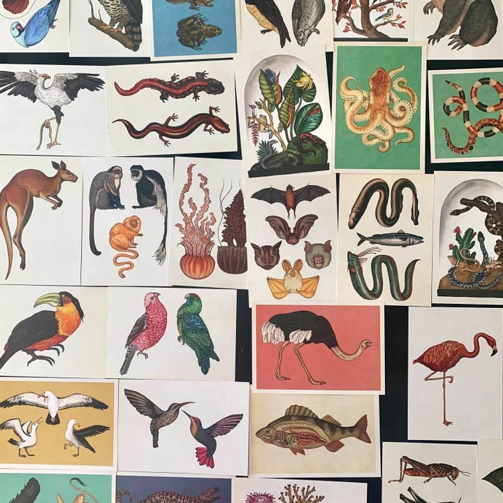 Magnifique Hearts - Wholesale Ansichtkaartset - Ansichtkaarten met dieren in vintage stijl, prachtige illustraties | Set3