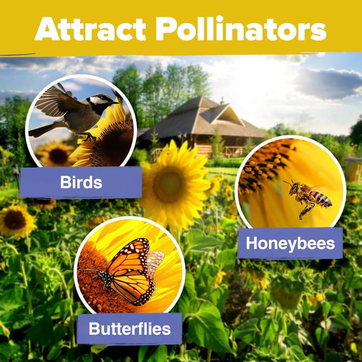 Homegrown Garden - Wholesale Plant Seeds - 520 Giant Sunflower Seeds for Planting - Mammoth Sunflower4