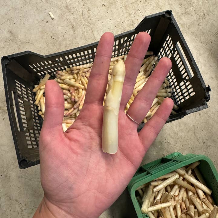 Frugitiva - Wholesale Preserves - Extra asparagus tips4