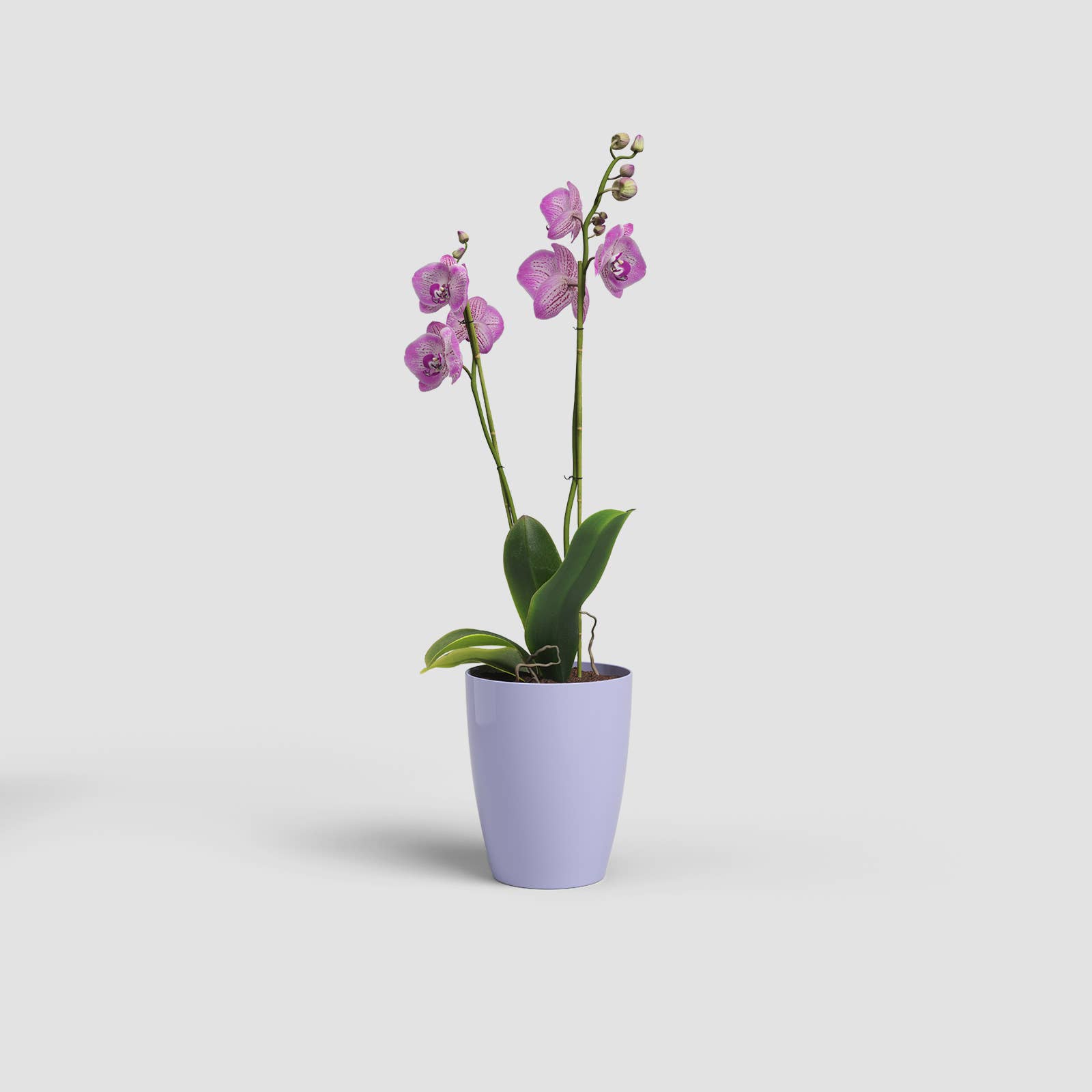 ARTEVASI, SA - Wholesale Vase - Plastic orchid pot5