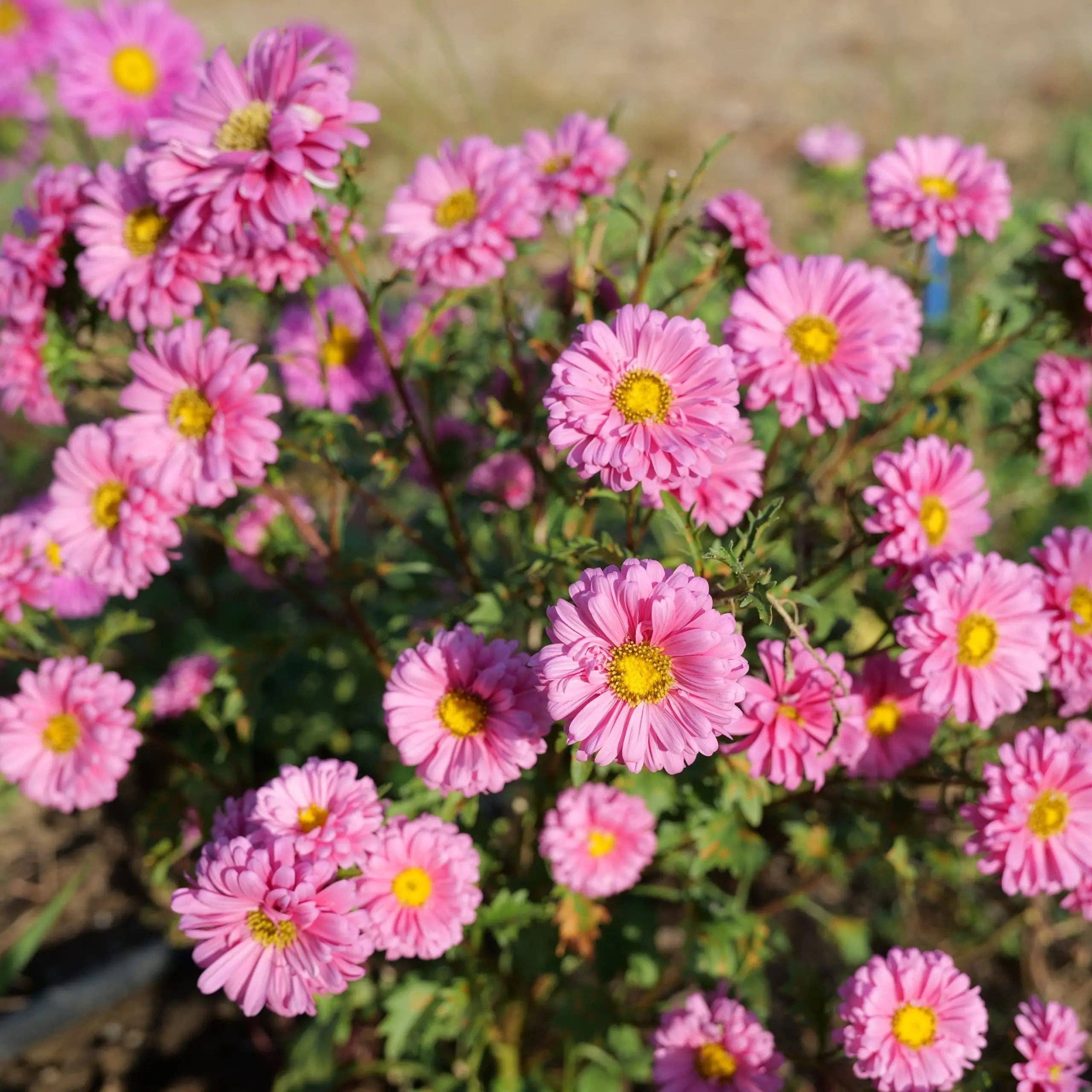 Geocakes - Wholesale Plant Seeds - Single petal Queen Daisy seeds - Organic0