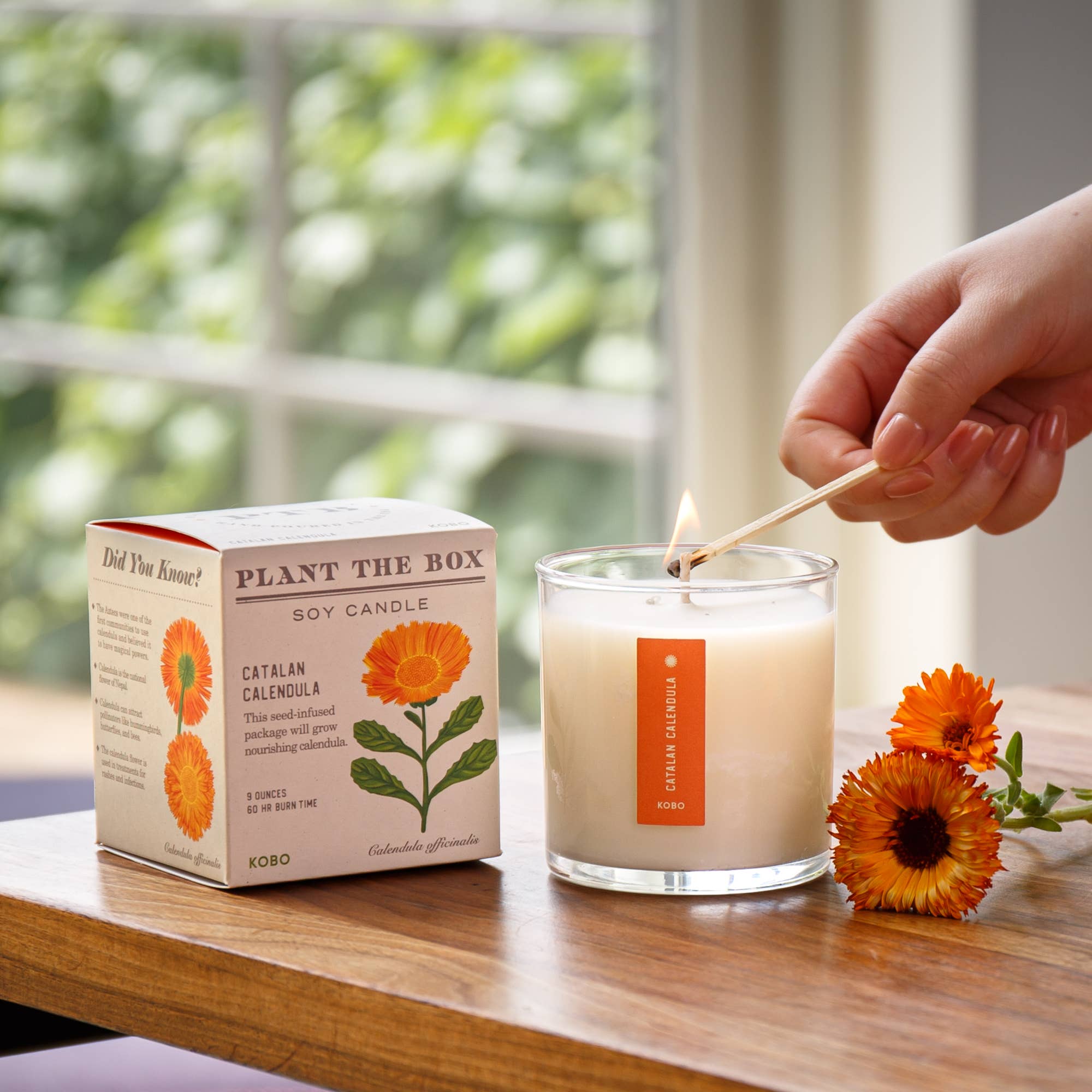 KOBO - Vendita all'ingrosso Candela in vasetto - Candela Catalan Calendula - Plant the Box - 9oz.2