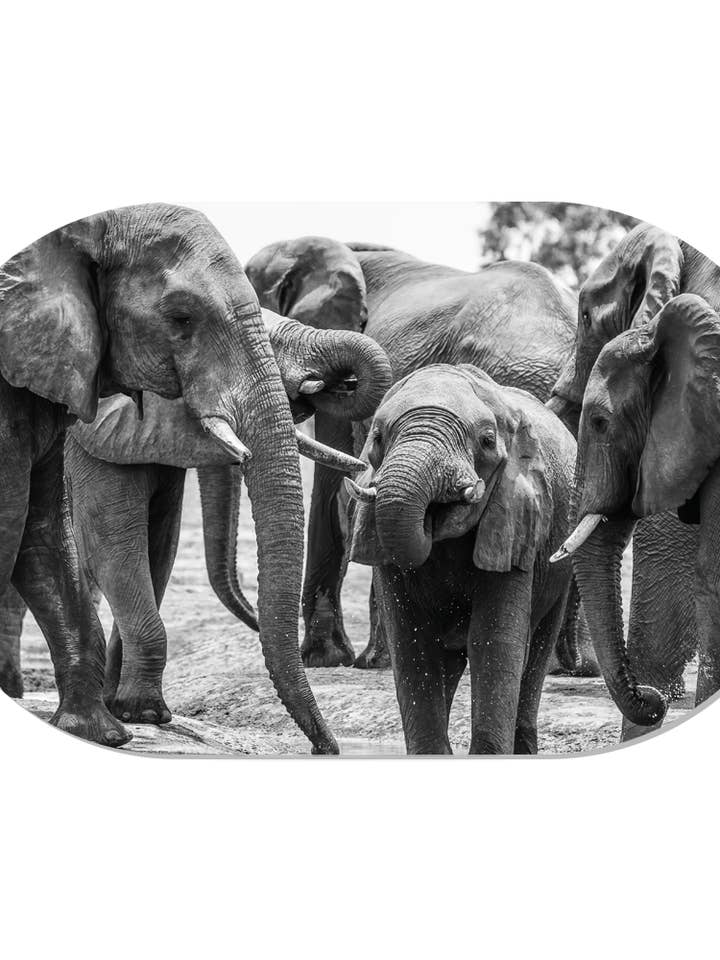 Wandoval Elefantenfamilie für den Großhandel von Label2X B.V.