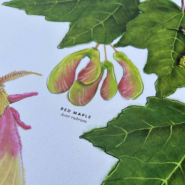 Moss and Mineral - Wholesale Art Print - Rosy Maple Moth and Red Maple, Botanical Illustration4