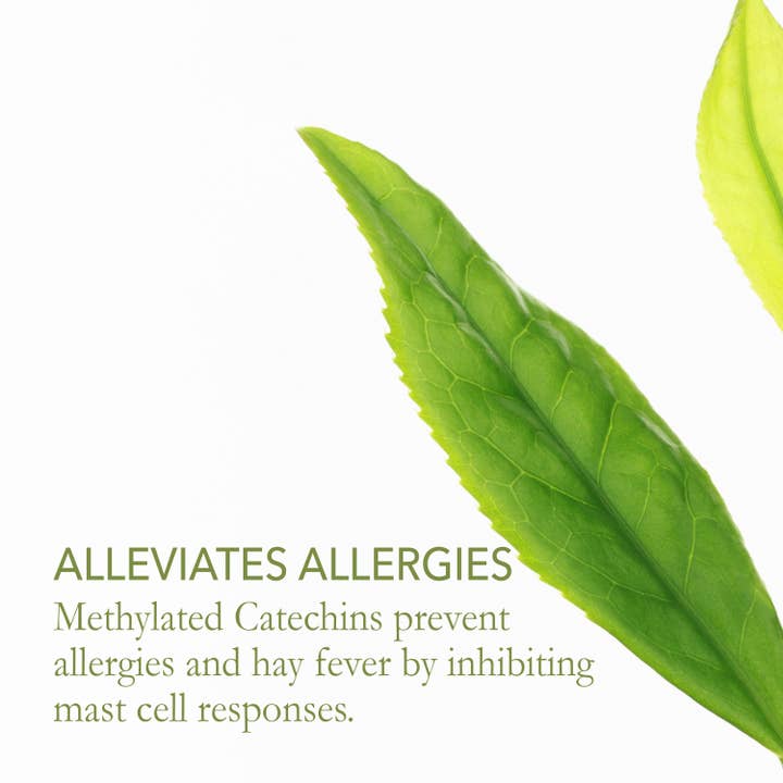 Japanese Green Tea Co. - Vente Sachets de thé - Benifuuki - Sachet de thé vert japonais anti-allergie (30 sachets)7