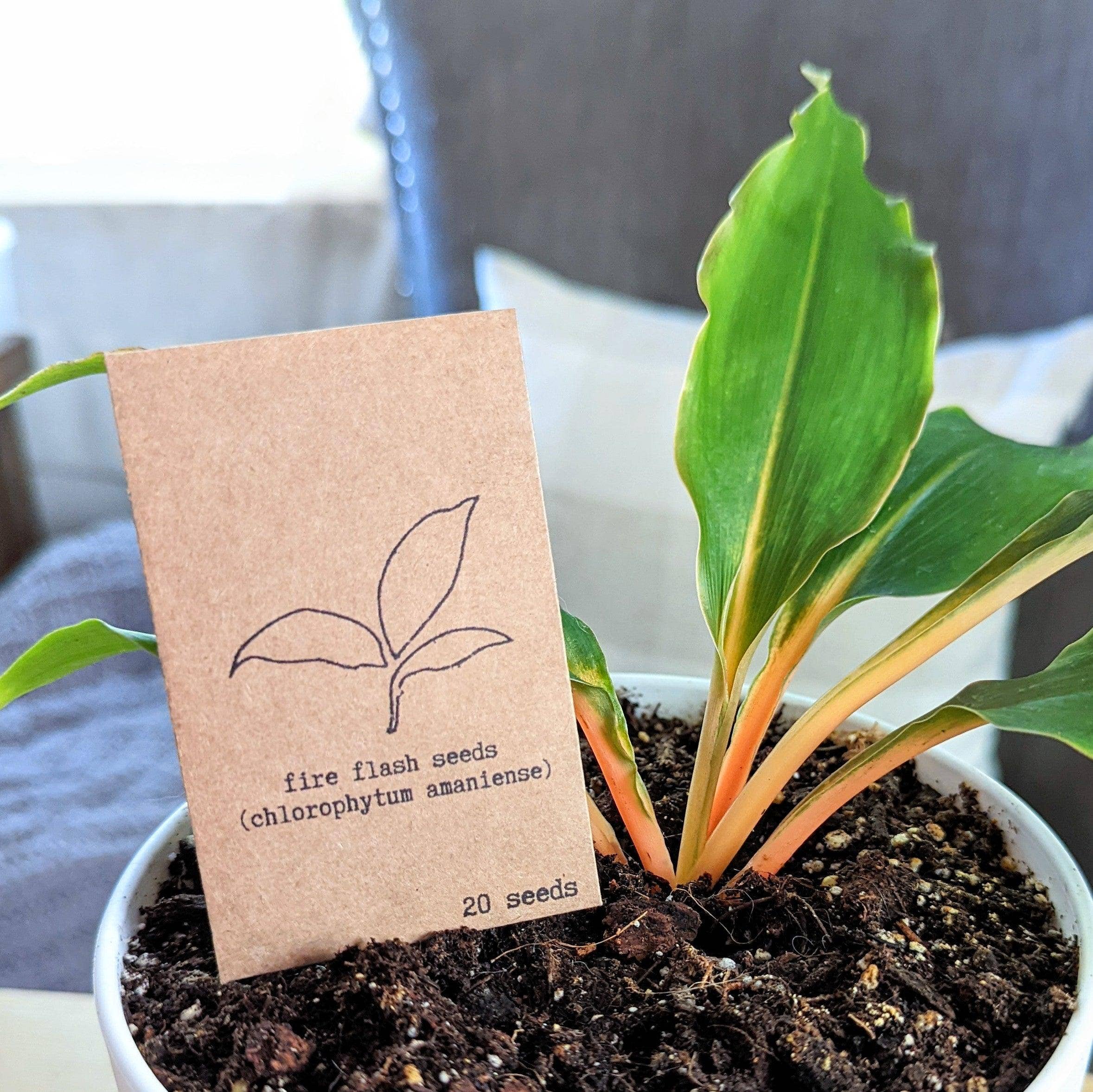 Plantflix - Vente Graines de plantes - Graines de plantes d'intérieur et de plantes tropicales22