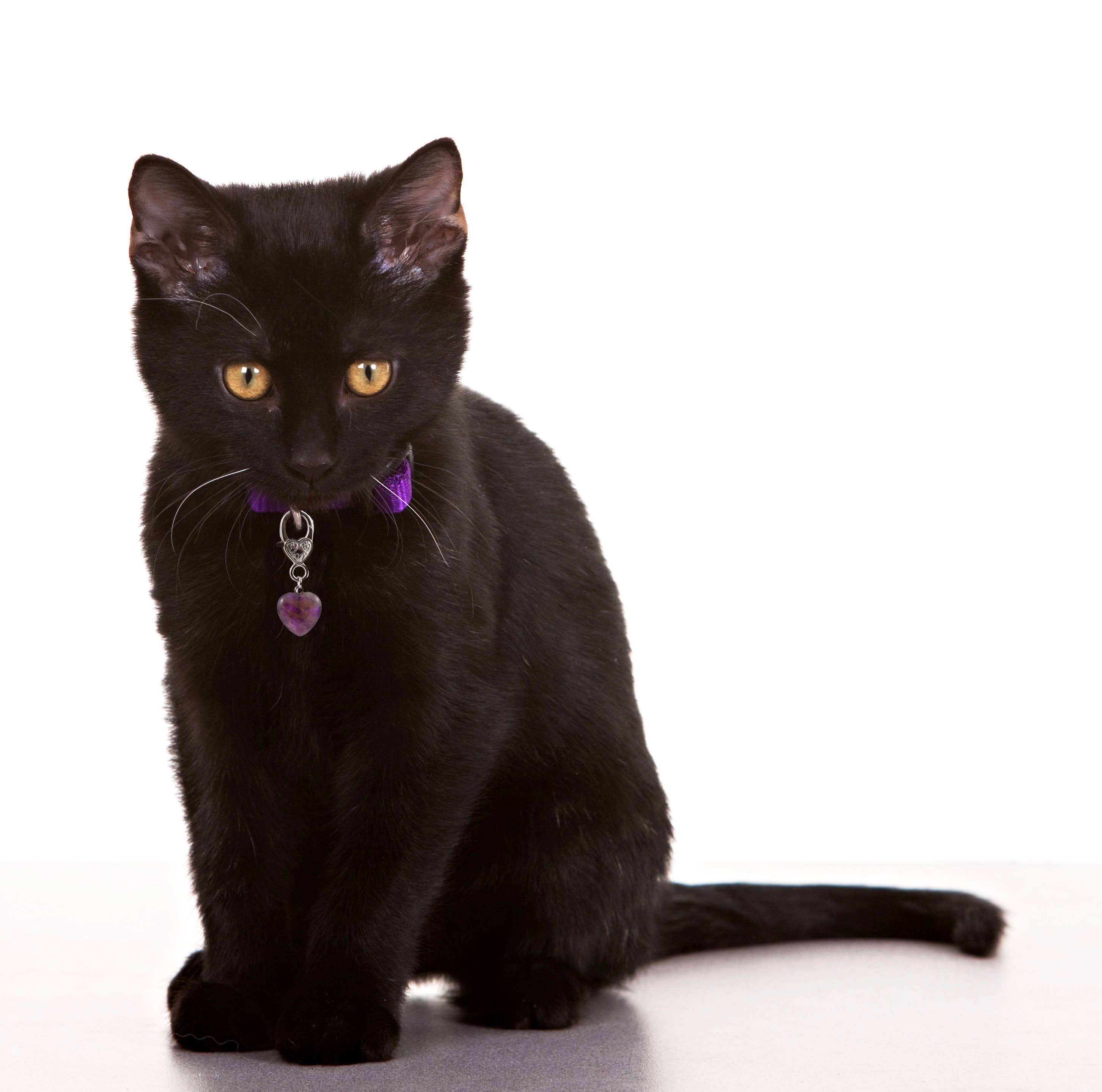 Crystal Pet Love - Venta al por mayor Colgante - Gatos y perros - Colgante de Mascota de Cristal de Amatista para Apoyo Holístico2