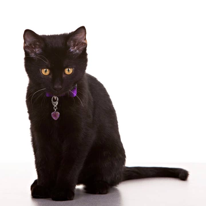 Crystal Pet Love - Wholesale Pet Collar Charm - Cat/Dog - Amethyst Crystal Healing Pet Pendant for Holistic Support2