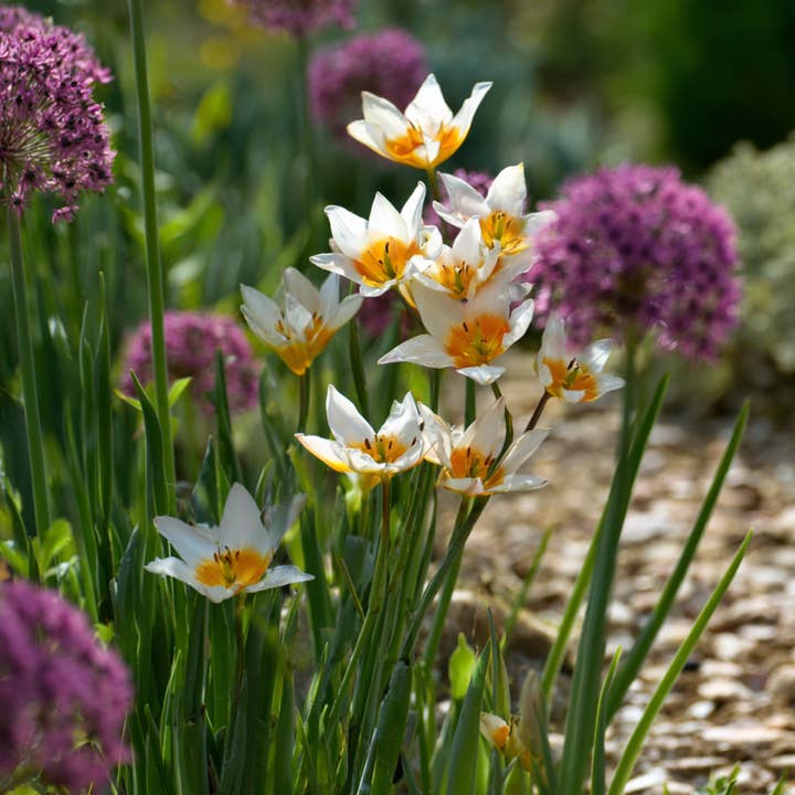 Oasis of Life - Wholesale Plant Seeds - Flower Bulb Mix – 35 Flower Bulbs for Dry & Sunny Locations – Mix of Tulipa Turkestanica, Allium Atropurpureum & Narcissus Geranium – Easy Care, Robust & Perennial1