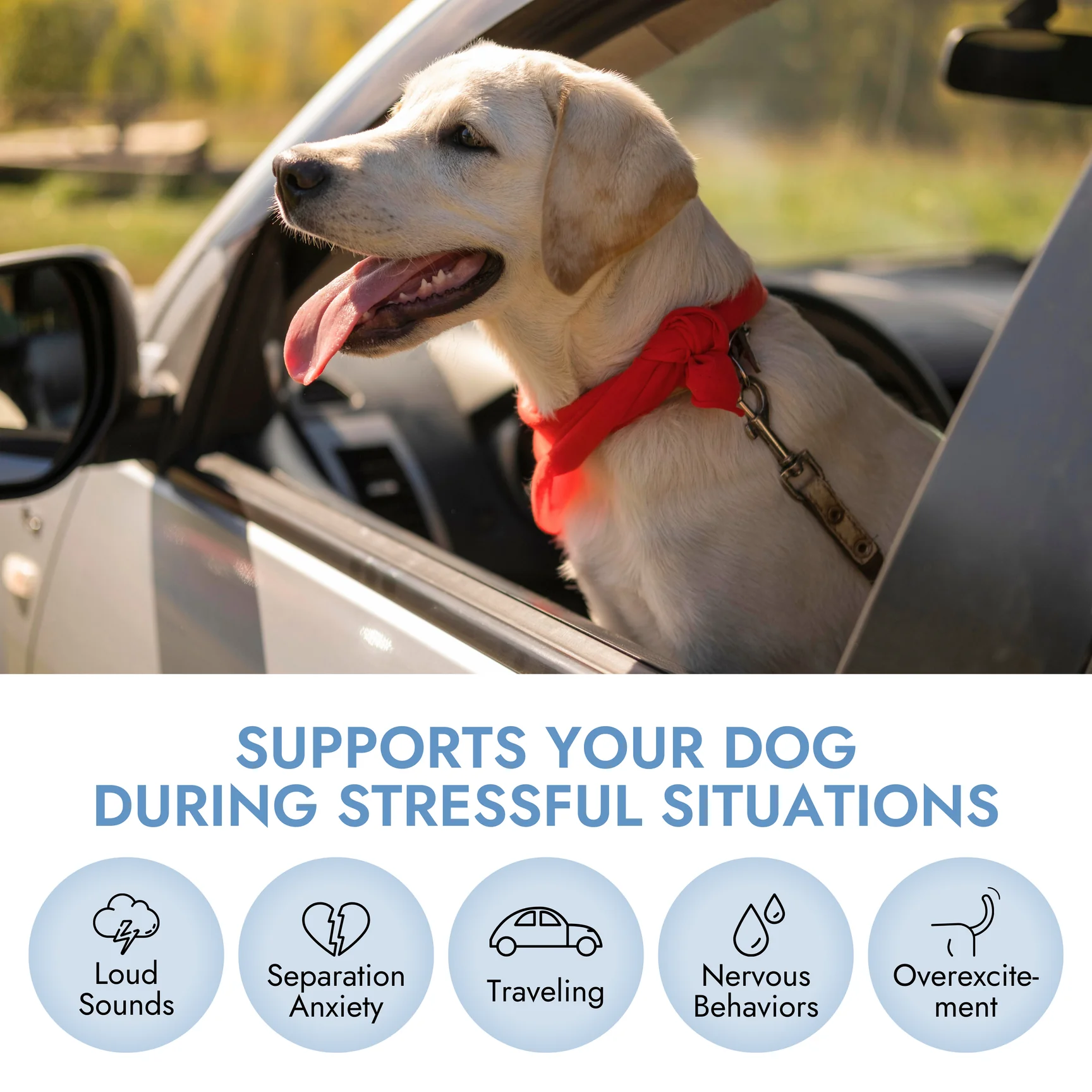 Pet Vet Products - Wholesale Pet Supplement - Dog - Calming Chews for Dogs – Anxiety & Stress Relief (60 Ct)3