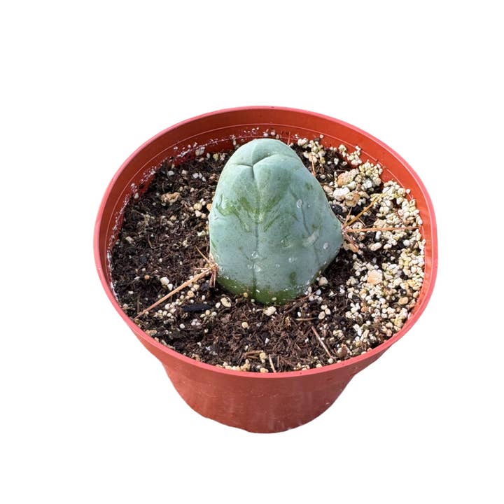 Succulent Wholesale - Wholesale Succulent - Trichocereus Bridgesii Monstrose | Penis Cactus