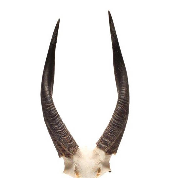 OUTPOST ORIGINAL - Vente Décorations de table - Corne de Bushbock africaine sur lucite2