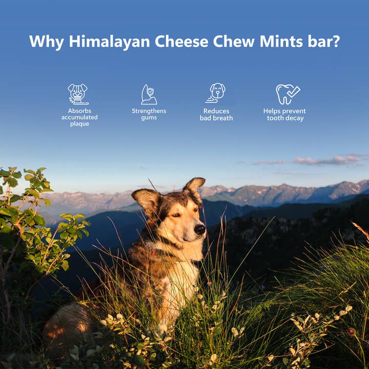 Pawfect Pet Foods Pvt Ltd - USA - Wholesale Pet Treats - Dog - Pawfect Himalayan Cheese Chews with Mint for Large Dogs| 100% Natural Dental Stick| Cleans teeth| Removes Plaque and Tartar|High protein| Grain-free | Long lasting chew | Pack of 3 3