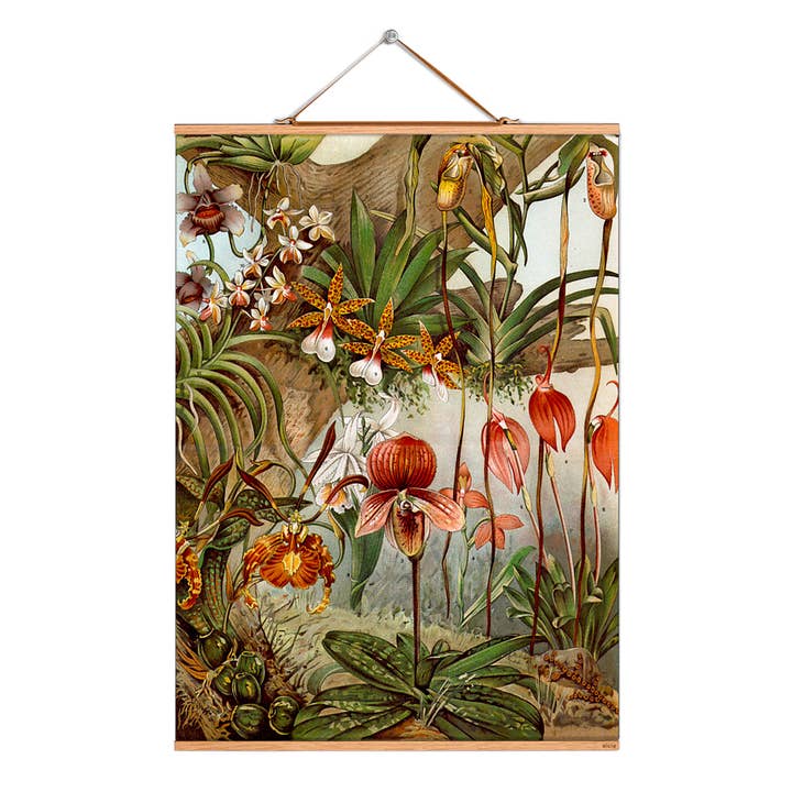 Scorri l'illustrazione n. 242/Meyer/Orchidee 1 per la vendita all'ingrosso da parte di Eicie