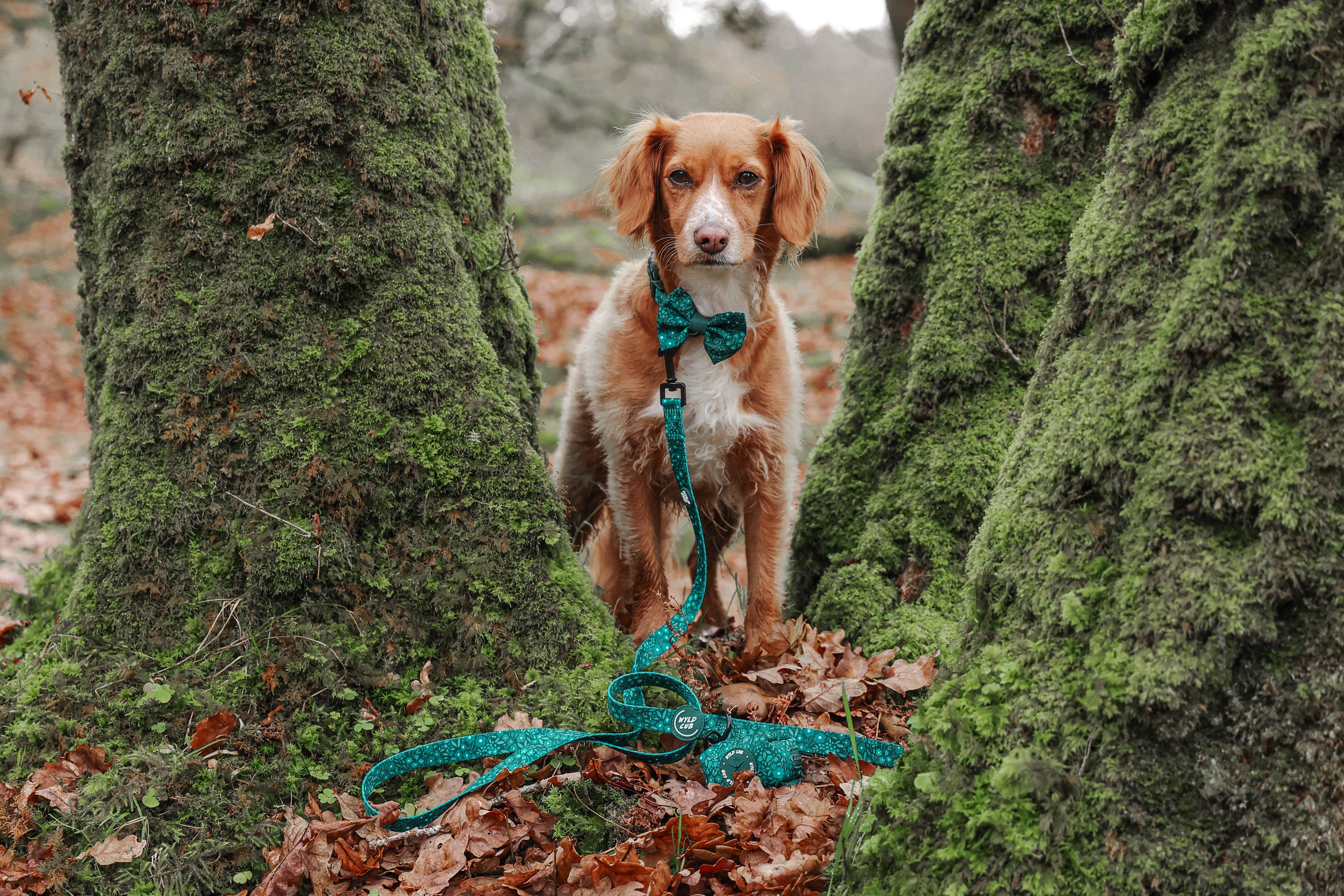 WYLD CUB – wholesale Pet leash – Dog – Dog Lead: Notting Hill Gooseberry1