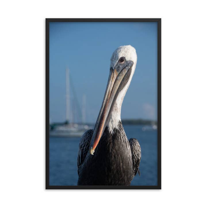 Bob The Pelican Bird 3 Color Wildlife Photo Framed Wall Art for wholesale by Pipa Wall Art & Home Decor