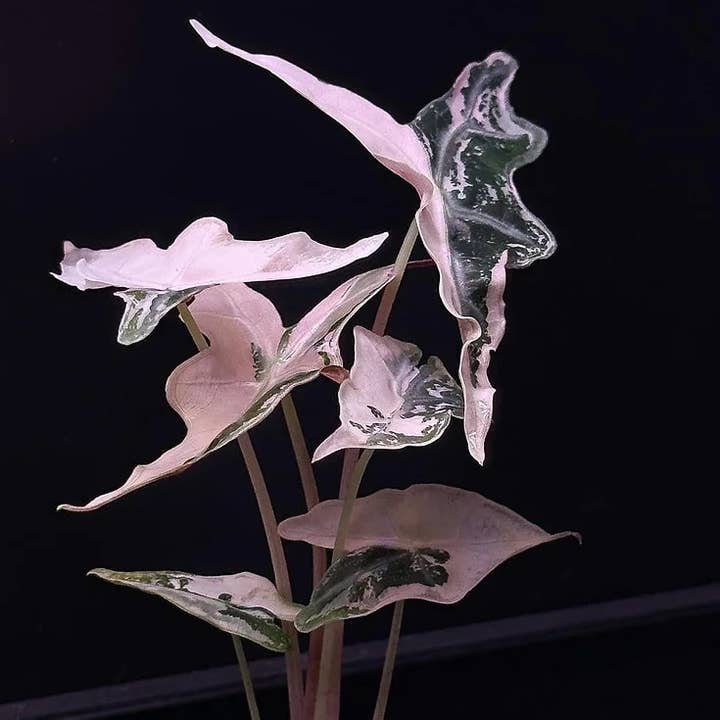 Alocasia nobilis pink variegated TC Plantlet | Rare Houseplant for wholesale by OrchidBox