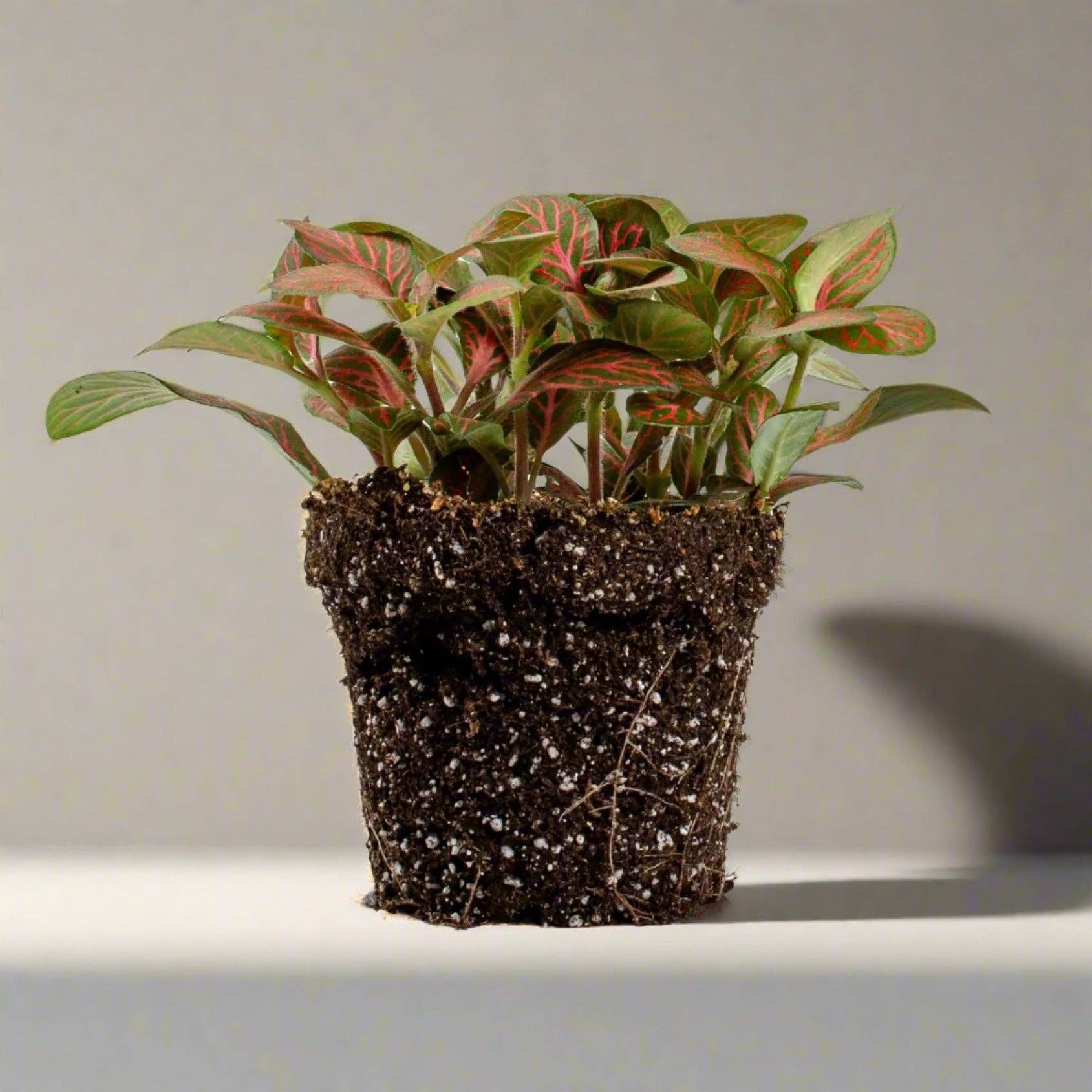 Growing Concepts - Wholesale Live Plant - Fittonia Tropical Mosaic Live Plant0