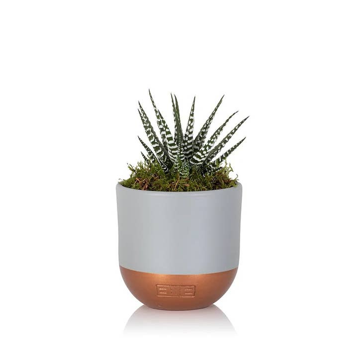 The Little Botanical - Wholesale Live Plant - Haworthia in Ceramic Pot for Indoor Décor13