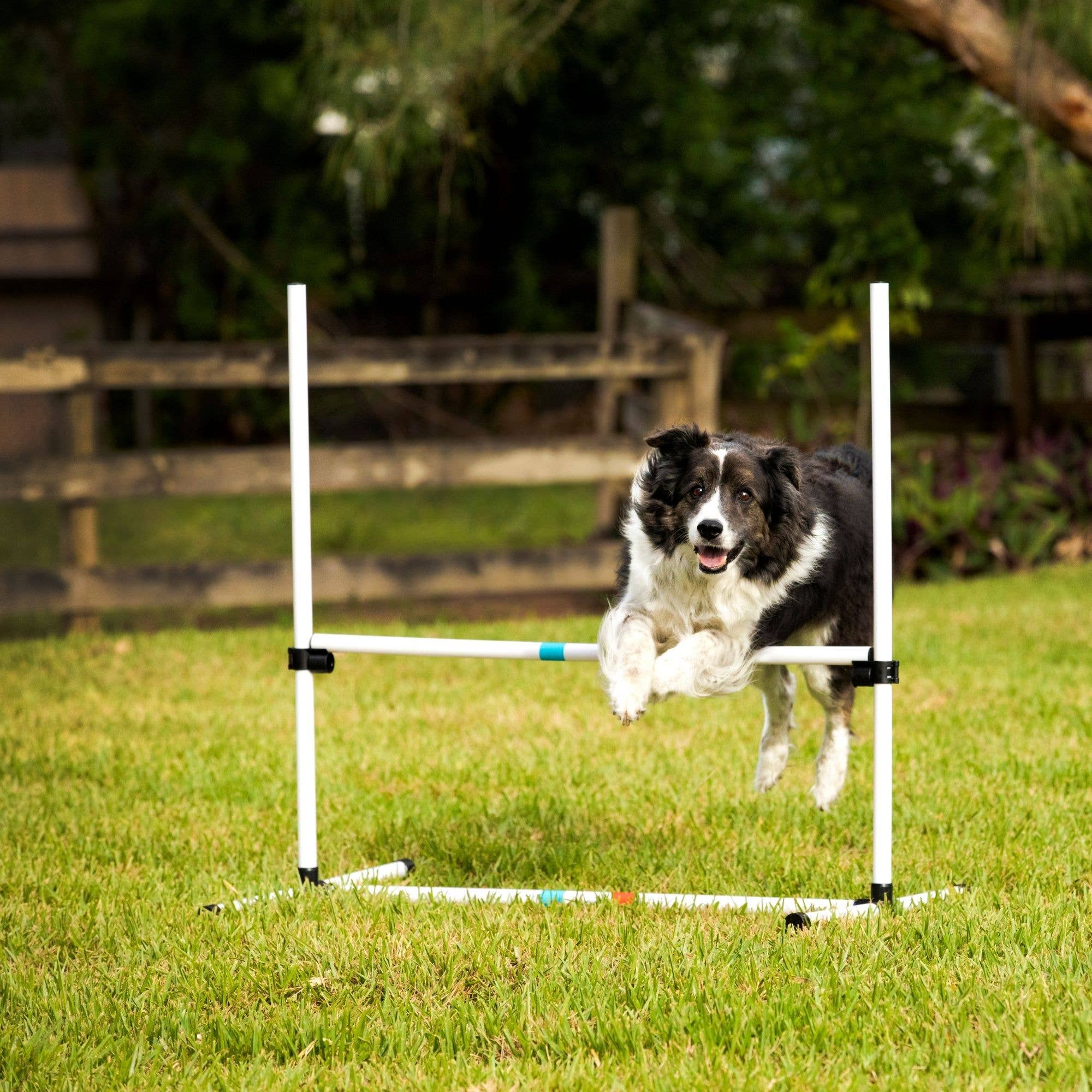 Midlee Designs - Wholesale Pet Toy - Dog - Midlee Dog Agility Beginner Sets- Hoop, Poles, & Bar Jump8