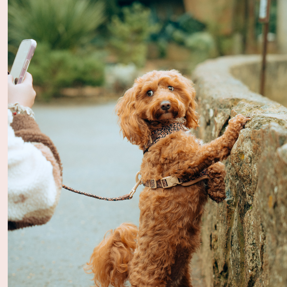 Cocopup London - Wholesale Pet Leash - Dog - Quilted Leopard Pup Lead6