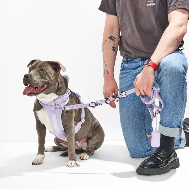 Wild One - Wholesale Pet Collar Charm - Cat/Dog - Flair Collar and Leash Charm Pack Accessories2