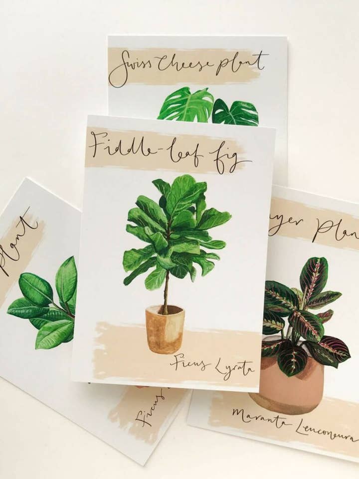 Fiddle Leaf Fig House Plant Postcard for wholesale by Sunshine for Breakfast