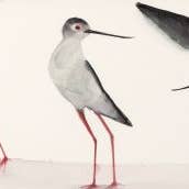 Sortnæbbet Stylteløber ~ "Skiftende Tidevand" ~ "Åh, at Flyve" ~ Giclée-tryk for engroshandel hos Holly Wach Art LLC