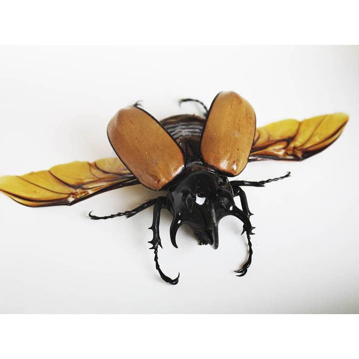 Newman Art Designs - Wholesale Wall Accent - Eupatorus gracilicornis in a Frame